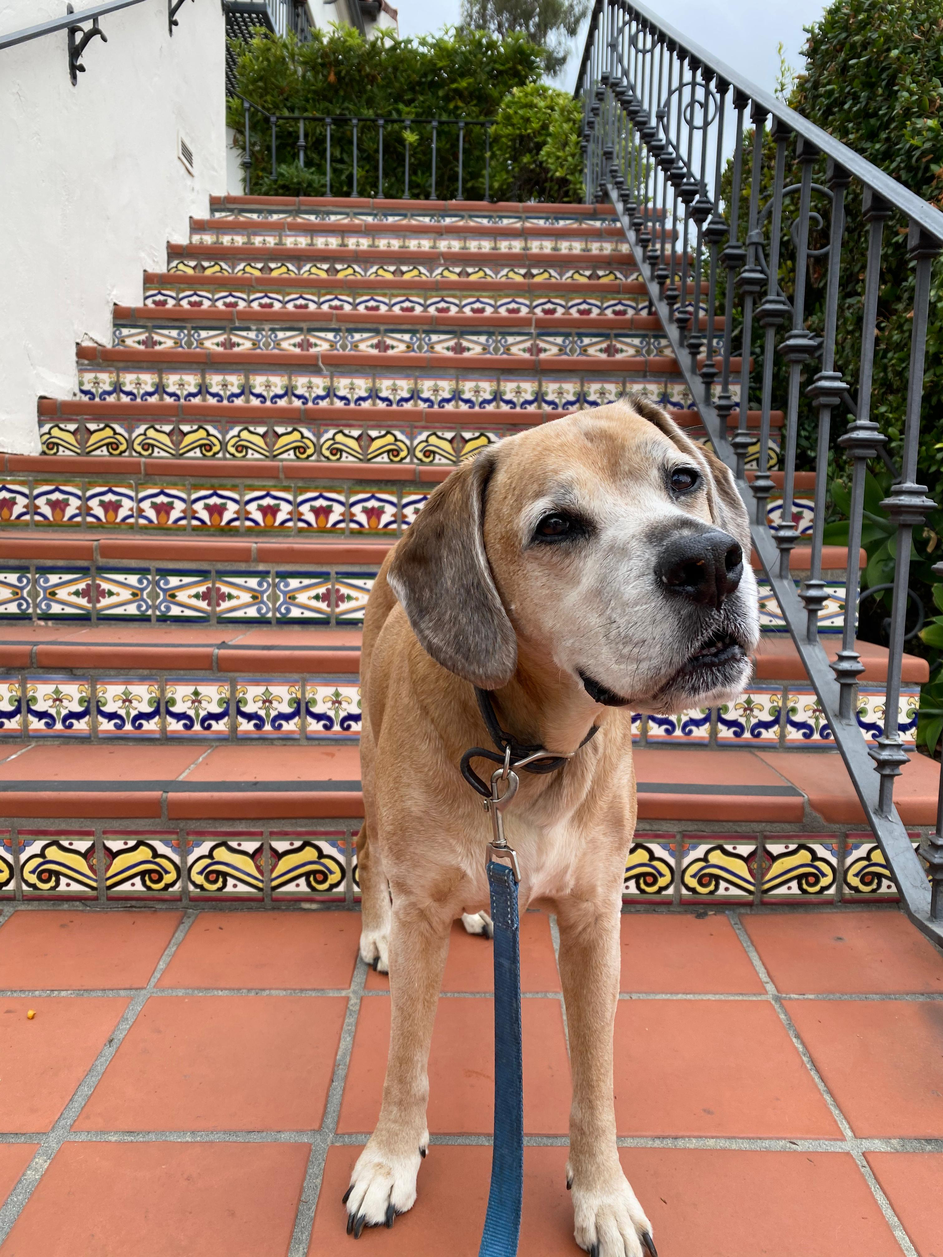 Original dog photo