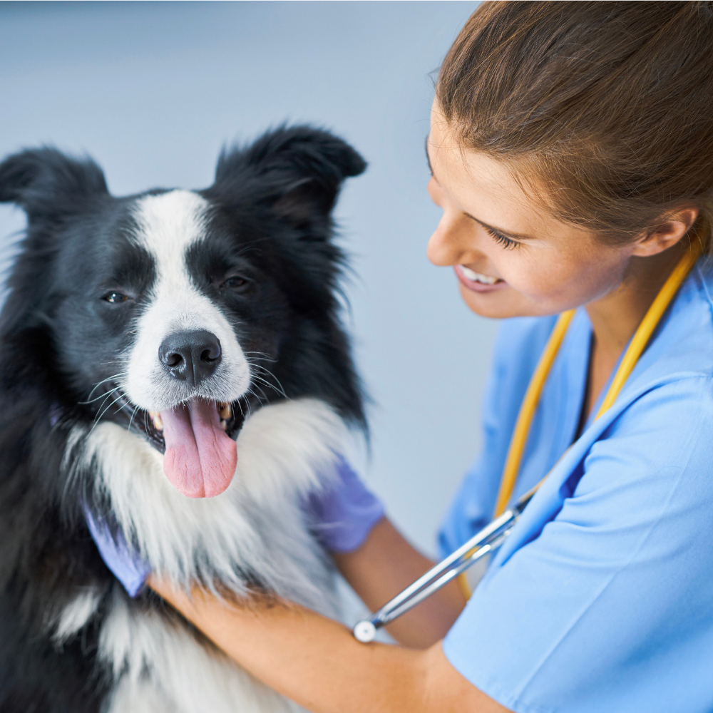 Datos verificados por veterinarios